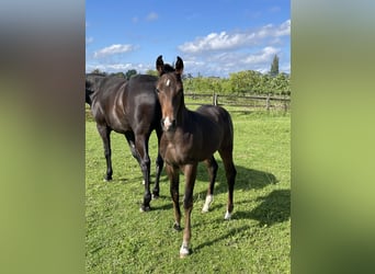 Hannoveraan, Hengst, 1 Jaar, 170 cm, Donkerbruin