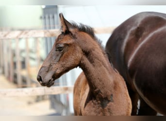 Hannoveraan, Hengst, 1 Jaar, 170 cm, Zwart