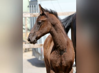 Hannoveraan, Hengst, 1 Jaar, 170 cm, Zwart