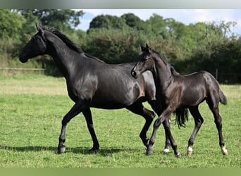 Hannoveraan, Hengst, 1 Jaar, 170 cm, Zwart