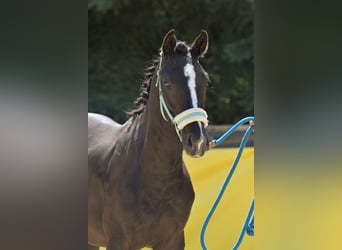 Hannoveraan, Hengst, 1 Jaar, 170 cm, Zwart