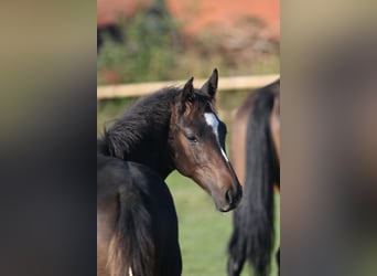 Hannoveraan, Hengst, 1 Jaar, 170 cm, Zwartbruin