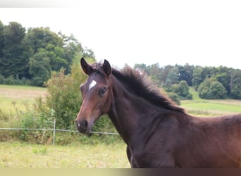 Hannoveraan, Hengst, 1 Jaar, 171 cm, Donkerbruin