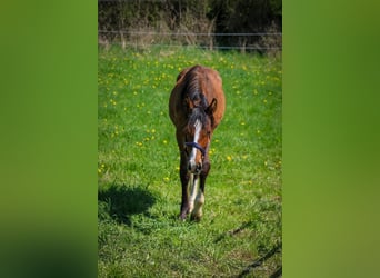 Hannoveraan, Hengst, 1 Jaar, 171 cm, Lichtbruin