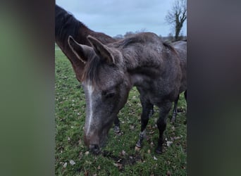 Hannoveraan, Hengst, 1 Jaar, 172 cm, kan schimmel zijn