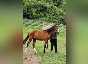 Hannoveraan, Hengst, 1 Jaar, 172 cm, Lichtbruin