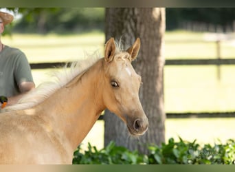 Hannoveraan, Hengst, 1 Jaar, 172 cm, Palomino