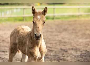Hannoveraan, Hengst, 1 Jaar, 172 cm, Palomino