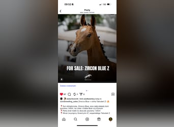 Hannoveraan, Hengst, 1 Jaar, 172 cm, Roodbruin