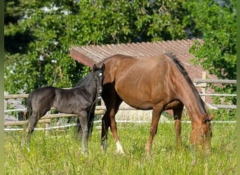 Hannoveraan, Hengst, 1 Jaar, 172 cm, Zwart