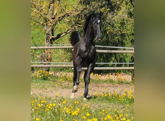 Hannoveraan, Hengst, 1 Jaar, 172 cm, Zwart