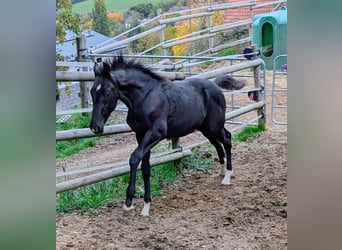 Hannoveraan, Hengst, 1 Jaar, 172 cm, Zwart