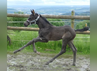 Hannoveraan, Hengst, 1 Jaar, 172 cm, Zwart