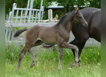 Hannoveraan, Hengst, 1 Jaar, 172 cm, Zwart