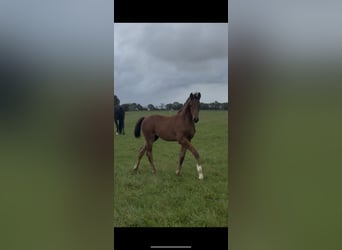 Hannoveraan, Hengst, 1 Jaar, 173 cm, Bruin