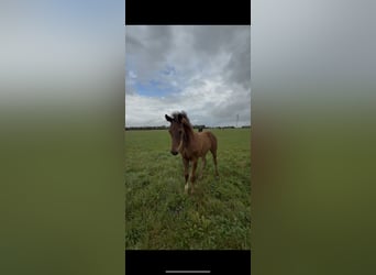 Hannoveraan, Hengst, 1 Jaar, 173 cm, Bruin