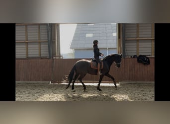 Hannoveraan, Hengst, 1 Jaar, 173 cm, Bruin