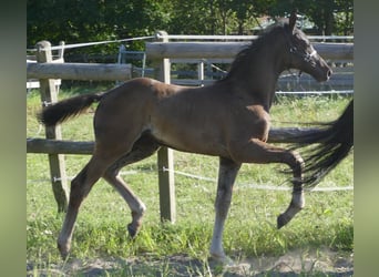 Hannoveraan, Hengst, 1 Jaar, 173 cm, Zwart