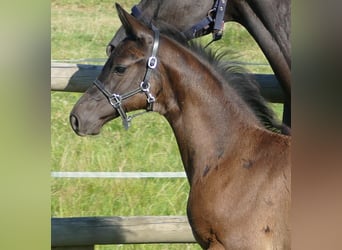 Hannoveraan, Hengst, 1 Jaar, 173 cm, Zwart