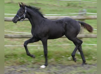 Hannoveraan, Hengst, 1 Jaar, 173 cm, Zwart