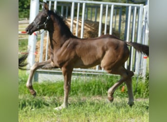 Hannoveraan, Hengst, 1 Jaar, 173 cm, Zwart