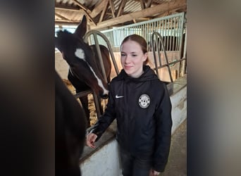 Hannoveraan, Hengst, 1 Jaar, 174 cm, Donkerbruin