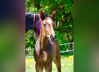 Hannoveraan, Hengst, 1 Jaar, 174 cm, Donkerbruin