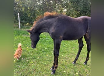 Hannoveraan, Hengst, 1 Jaar, 174 cm, Zwart