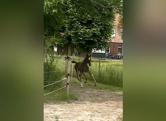 Hannoveraan, Hengst, 1 Jaar, 175 cm, Bruin