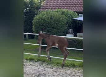 Hannoveraan, Hengst, 1 Jaar, 175 cm, Bruin