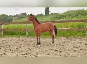 Hannoveraan, Hengst, 1 Jaar, Brauner