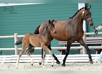 Hannoveraan, Hengst, 1 Jaar, Bruin