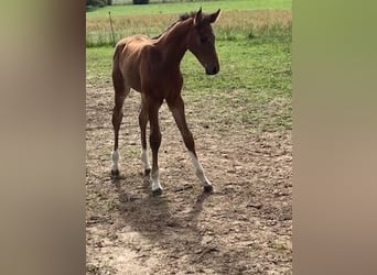 Hannoveraan, Hengst, 1 Jaar, Bruin