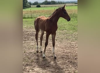 Hannoveraan, Hengst, 1 Jaar, Bruin