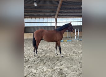 Hannoveraan, Hengst, 1 Jaar, Bruin