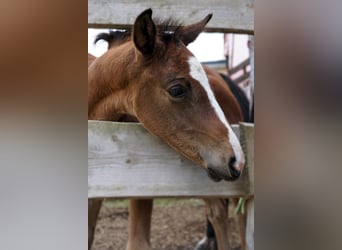 Hannoveraan, Hengst, 1 Jaar, Bruin