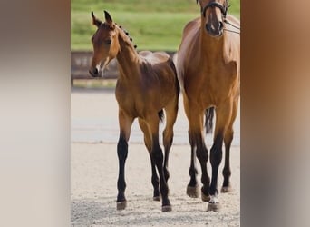 Hannoveraan, Hengst, 1 Jaar, Bruin