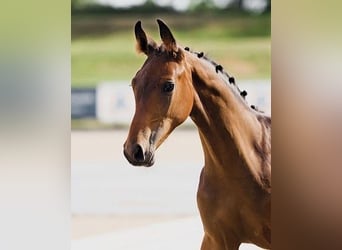 Hannoveraan, Hengst, 1 Jaar, Bruin
