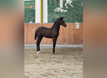 Hannoveraan, Hengst, 1 Jaar, Donkerbruin