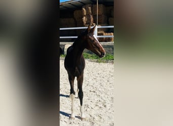 Hannoveraan, Hengst, 1 Jaar, Donkerbruin