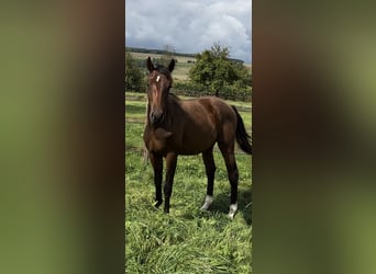 Hannoveraan, Hengst, 1 Jaar, Donkerbruin