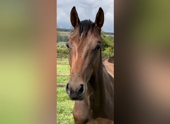 Hannoveraan, Hengst, 1 Jaar, Donkerbruin