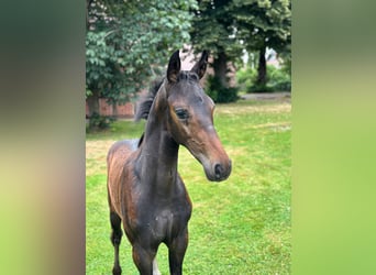 Hannoveraan, Hengst, 1 Jaar, Donkerbruin