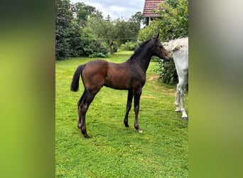 Hannoveraan, Hengst, 1 Jaar, Donkerbruin