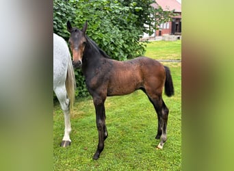 Hannoveraan, Hengst, 1 Jaar, Donkerbruin
