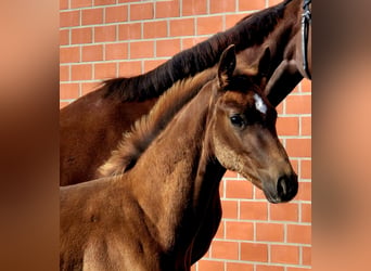 Hannoveraan, Hengst, 1 Jaar, Donkere-vos