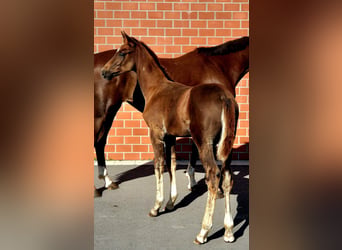 Hannoveraan, Hengst, 1 Jaar, Donkere-vos