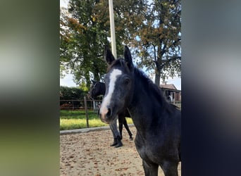 Hannoveraan, Hengst, 1 Jaar, kan schimmel zijn