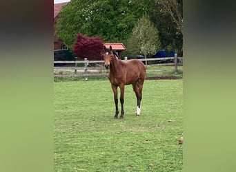 Hannoveraan, Hengst, 1 Jaar, Lichtbruin