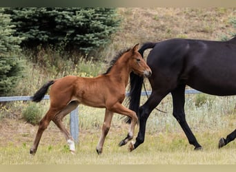 Hannoveraan, Hengst, 1 Jaar, Roodbruin